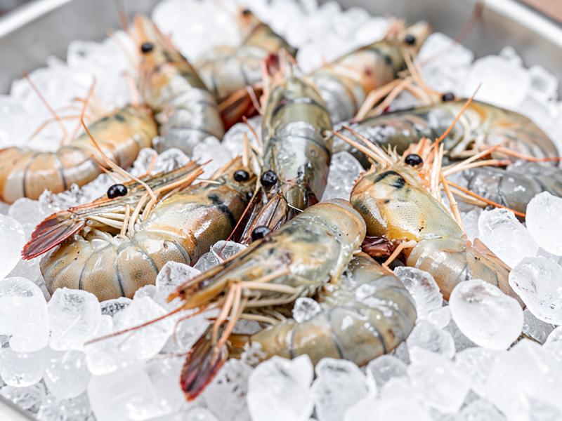 Sea Water Prawns